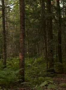 Enjoy the scenic outdoors including hiking trails, which are great for an early morning stroll by yourself, with the pup, or loved ones.
